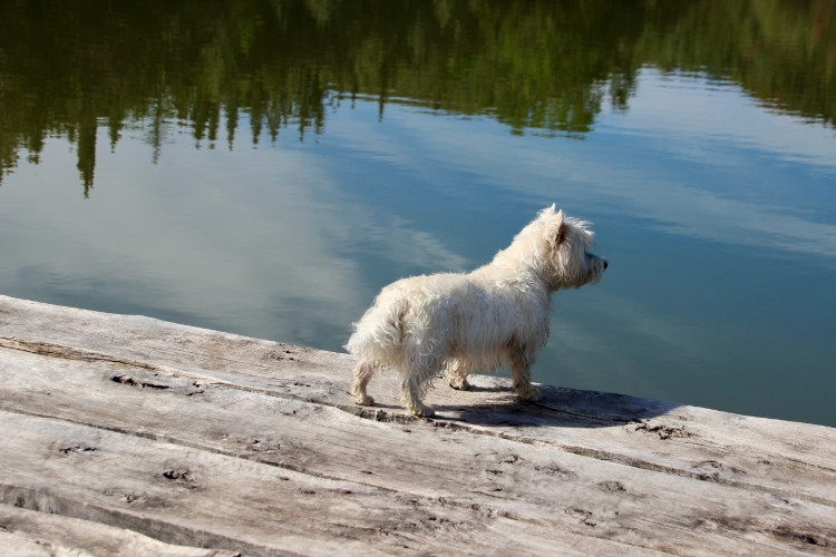 kleiner Hund am Steg