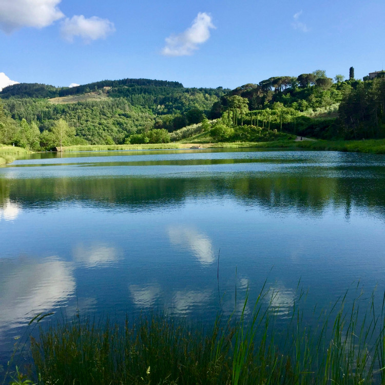 See und bewaldetes Ufer