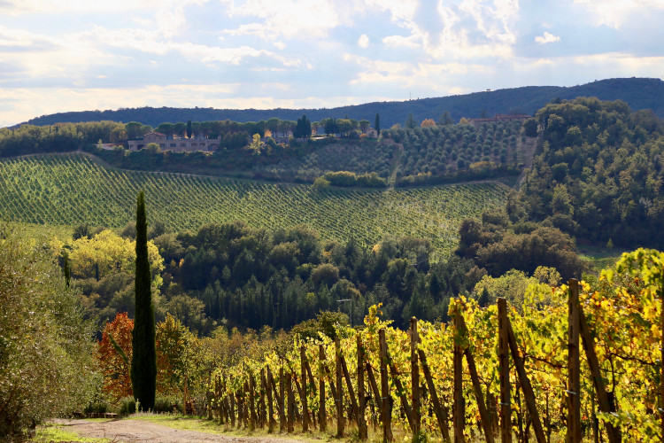 Weinberge