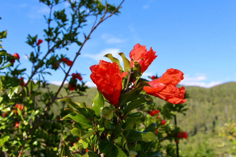 Rote Blume