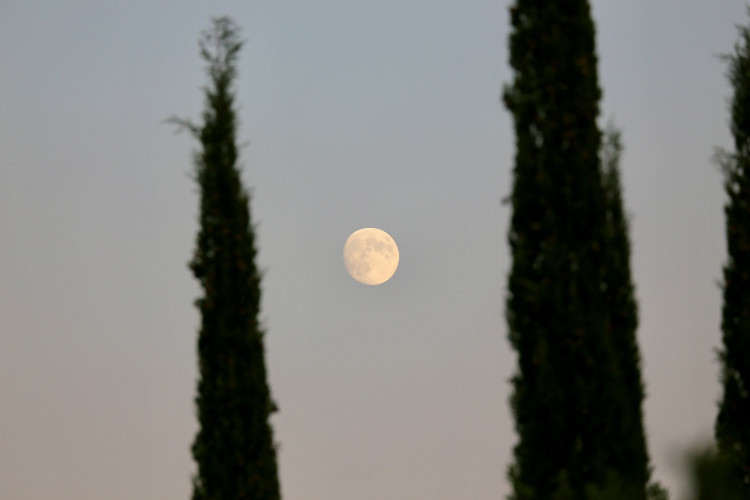 Vollmond zwischen Pappeln